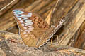 Horsfield's Baron Cynitia cocytina puseda