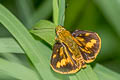 Indian Dart Potanthus pseudomaesa clio (Common Dart)