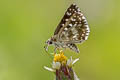 Indian Skipper Spialia galba chenga