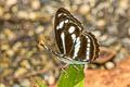 Lance Sergeant Athyma pravara helma (Unbroken Sergeant)