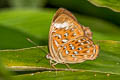 Larger Harlequin Taxila haquinus berthae