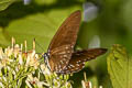 Lesser Zebra Graphium macareus perakensis