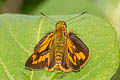 Linna PAlm Dart Telicota linna