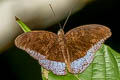 Malay Count Cynitia godartii asoka