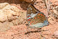 Malay Red Baron Euthalia malaccana malaccana