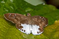 Malayan Snow Flat Tagiades calligana