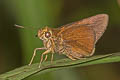 Malayan Swift Caltoris malaya