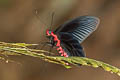 Malayan Batwing Atrophaneura astorion varuna