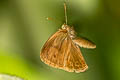 Malayan Bushbrown Mycalesis fusca fusca