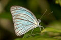 Malayan Wanderer Pareronia valeria lutescens