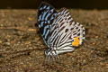 Malayan Zebra Graphium delessertii delessertii