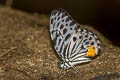 Malayan Zebra Graphium delessertii delessertii