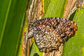 Marbled Palmfly Elymnias saola