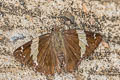 Marbled Flat Lobocla liliana liliana