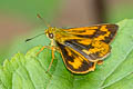 Oblique-branded Dart Potanthus rectifasciata (Branded Dart)