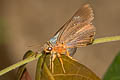 Orange-striped Awlet Burara jaina velva (Striped Orange Awlet)