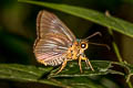 Orange-striped Awlet Burara jaina velva (Striped Orange Awlet)