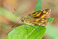 Pale Dart Potanthus pallida