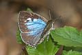 Pale Bushblue Arhopala aberrans 