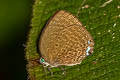 Pale Yellow Oakblue Arhopala moolaiana maya (Pale Arched Oakblue)