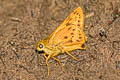 Plain Palm Dart Cephrenes acalle oceanicus