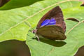 Purple-brown Tailless Oakblue Arhopala arvina aboe