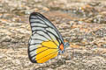 Red-spot Sawtooth Prioneris philonome themana