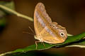 Restricted Catseye Coelites euptychioides humilis