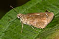 Restricted Demon Ancistroides curvifascia corinda