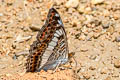 Scarce White Commodore Parasarpa zulema