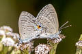 Silver Forget-me-not Catochrysops panormus exiguus