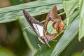 Southern Nawab Polyura hebe chersonesus