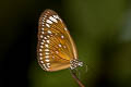 Spotted Black Crow Euploea crameri