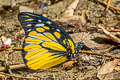 Spotted Sawtooth Prioneris thestylis thestylis