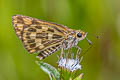 Tamil Grass Dart Taractrocera ceramas ssp.