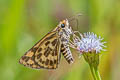 Tamil Grass Dart Taractrocera ceramas ssp.