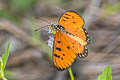 Tawny Coster Acraea violae