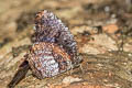 Tiger Palmfly Elymnias nesaea timandra