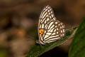 Tigerbrown Orinoma damaris damaris (Himalayan Tigerbrown)