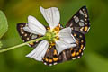 Tricolour Pied Flat Coladenia indrani uposathra