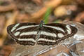 Variable Sailor Neptis zaida putoia (Pale Green Sailor)
