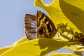 Variegated Plushblue Flos adriana