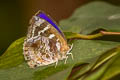 Variegated Plushblue Flos adriana