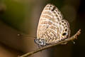 Violet Fourline Blue Nacaduba subperusia lysa