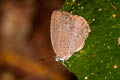 White-stained Oakblue Arhopala aida aida