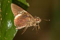 White-tipped Palmer Lotongus calathus calathus