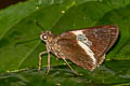 White-tipped Palmer Lotongus calathus calathus