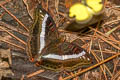 White Commodore Limenitis dudu secius