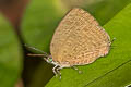 Yellow Tailed Oakblue Arhopala elopura ssp.