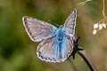 Chalkhill Blue Polyommatus coridon coridon